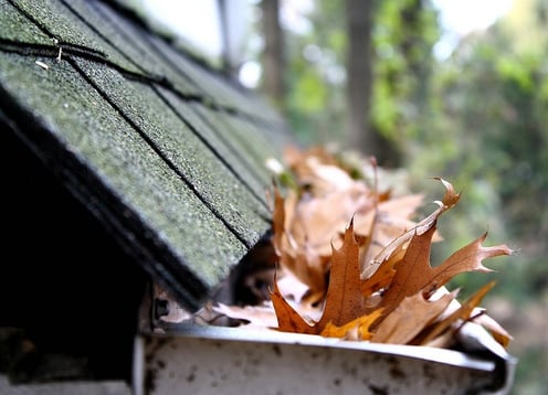 Roof gutter filled with leaves. Gutters must be free of debris to maintain rainwater integrity when harvesting rainwater. 