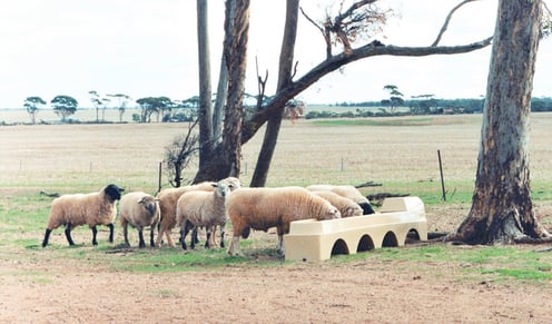 Sheep drinking from Coerco All Poly Stock troughs