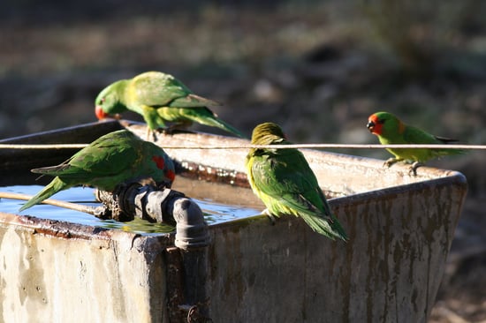 birds drinking from water troughs