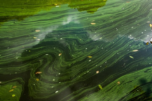 blue green algae affects livestock