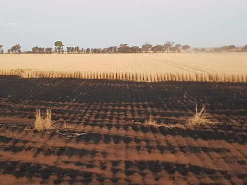 burnt crops at a fire in wheatbelt
