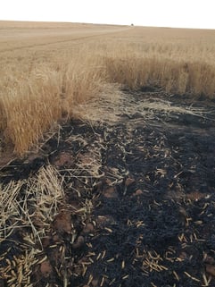 burnt crops at bushfire in wheatbelt