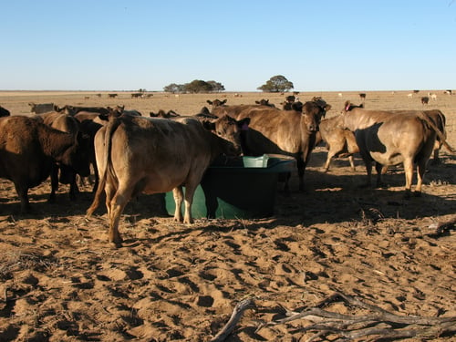 cattle gathered around a water trough