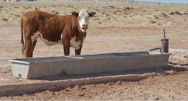 cow drinking from galvanised steel trough