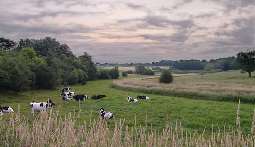 cows grazing in rural scenery