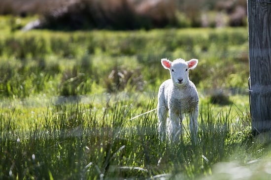 lamb for livestock