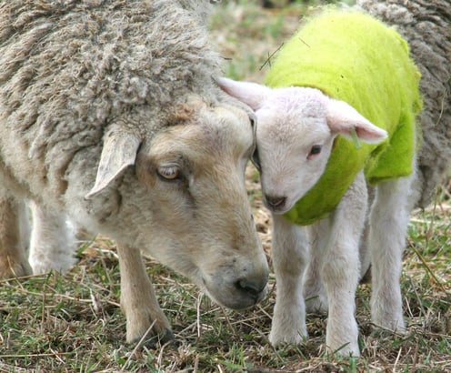 mother and young sheep
