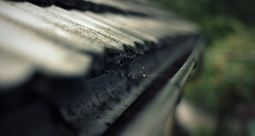 roof gutter that needs cleaning