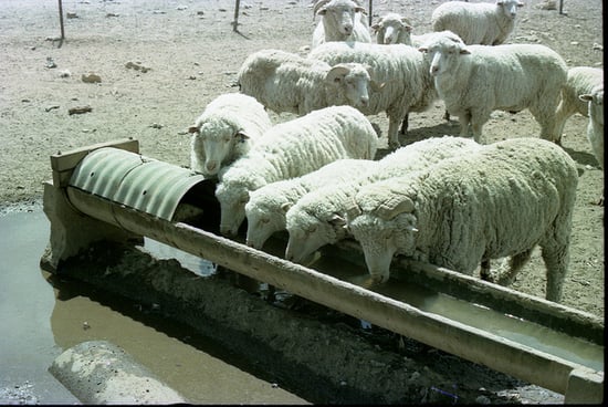 sheep drinking from trough