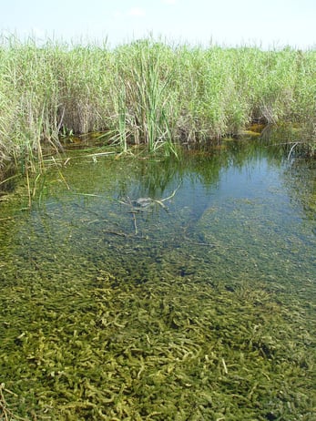 swamp water