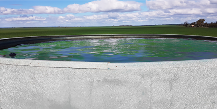 Algae growing in water tank