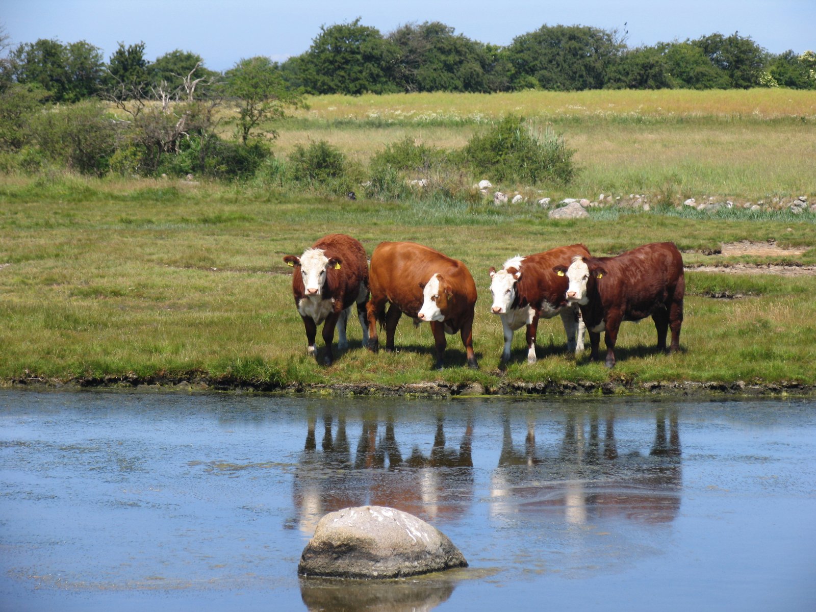 cows beside a body of water-1